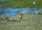 Oostelijke blonde tapuit (eastern black-eard wheatear) (Oenanthe melanoleuca)- Gerkamp bij Gurvanbulag 12-08-2016 (2)